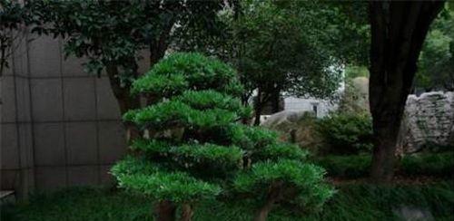 罗汉松的繁殖方法和注意事项（成功繁殖罗汉松的必备技巧）