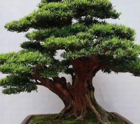 罗汉松摘心打顶的时间与方法（探讨罗汉松修剪的正确方式与技巧）