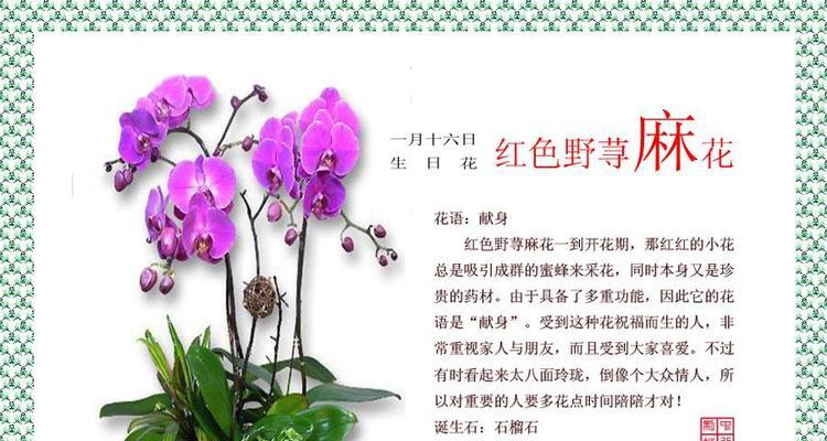 丁香花的花语（探寻丁香花的花语和象征意义）