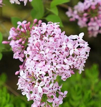 丁香花的花语（探寻丁香花的花语和象征意义）