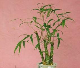 罗汉竹肚子怎么养（种植技巧）