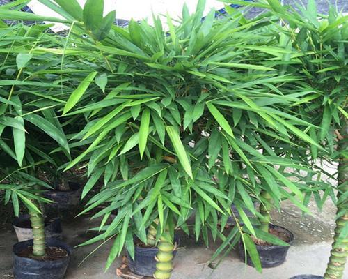 罗汉竹肚子怎么养（种植技巧）