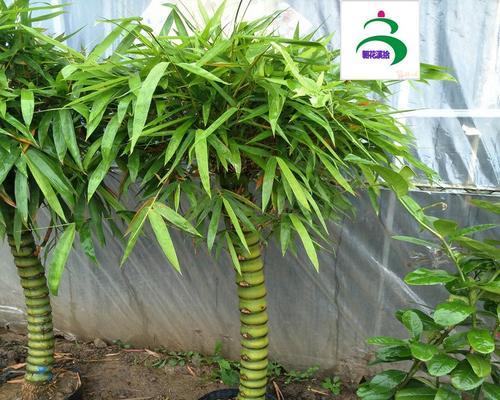 罗汉竹肚子怎么养（种植技巧）