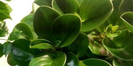 豆瓣绿开花的风水寓意（揭秘豆瓣绿开花的好坏兆头及关键因素）