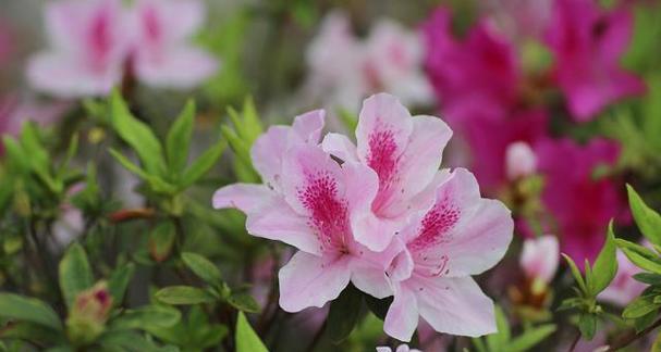 杜鹃花的花语及其象征意义（杜鹃花的花语解读与传达）