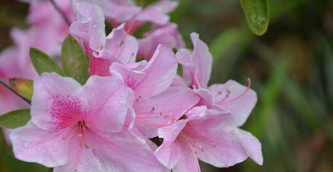 杜鹃花的花语及其象征意义（杜鹃花的花语解读与传达）