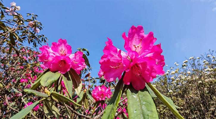 杜鹃花与生肖（十二生肖中）