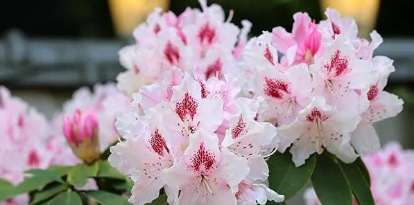 杜鹃花的象征意义（探索杜鹃花在文化中的重要角色）