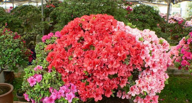 杜鹃花的风水寓意与摆放位置（探寻杜鹃花风水）