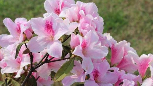 杜鹃花的花语与象征意义（揭开杜鹃花的神秘面纱）