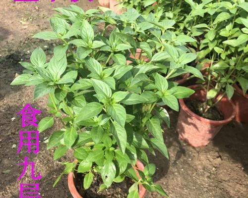 罗勒花，不只是一种香料植物（探寻罗勒花的食用价值和健康功效）