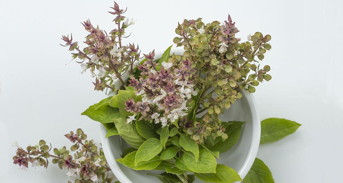 罗勒花，不只是一种香料植物（探寻罗勒花的食用价值和健康功效）