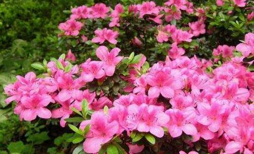 杜鹃花的花语与寓意（美丽而神秘的杜鹃花）
