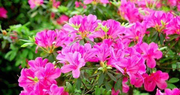 杜鹃花的花语与寓意（美丽而神秘的杜鹃花）