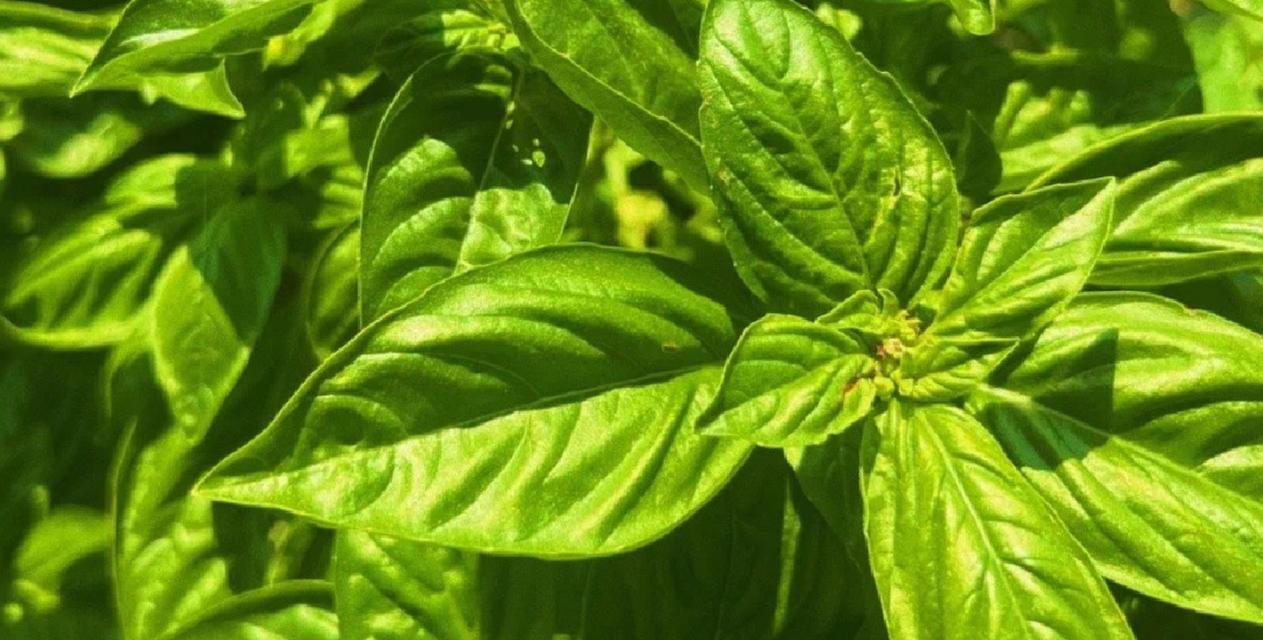 罗勒植物的生长与应用（解析罗勒几年生植物的繁殖）