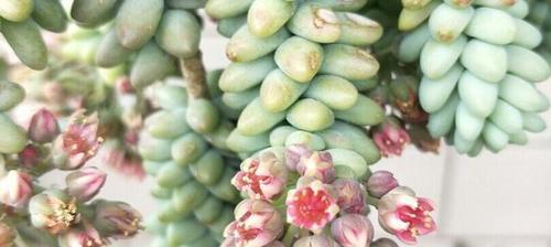 多肉开花的意义与象征（揭示多肉开花带来的喜悦和寓意）