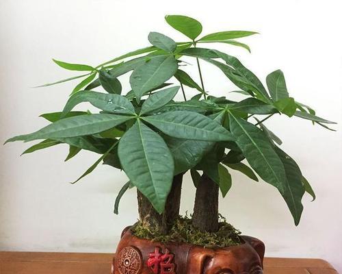 发财树（从传统到现代）