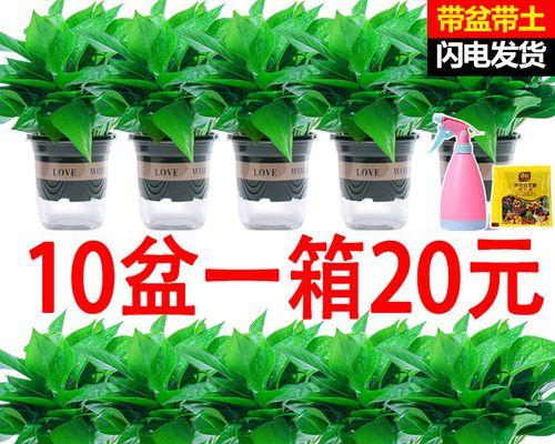 如何选择适合落地花盆的植物（了解落地花盆特点）