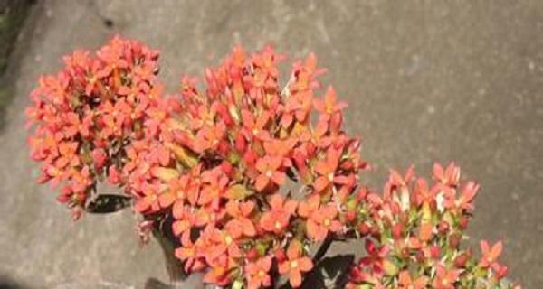 落地生根抗冻，让植物更健康（从选材到养护）