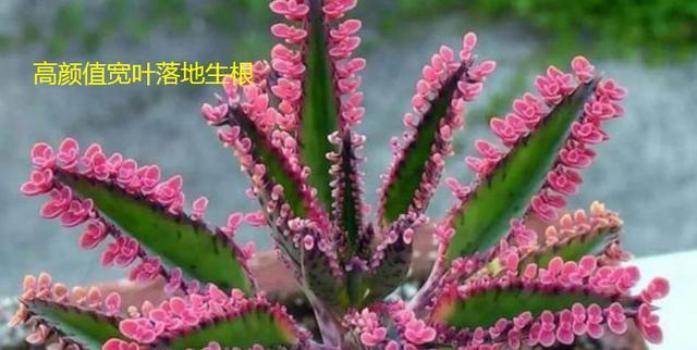 落地生根开花时间及注意事项（落地生根的开花时间和方法）
