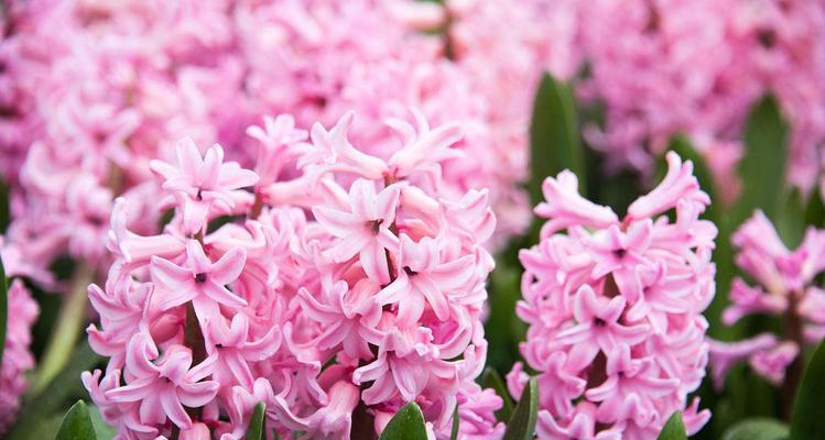 粉色风信子花语及代表意义（探寻风信子花海中的柔情与温暖）