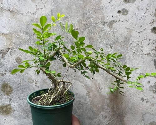落地生根的养成与老桩造型（如何打造稳定生长的植物并形成老桩造型）