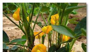 落花生和花生一样吗？区别大不大？