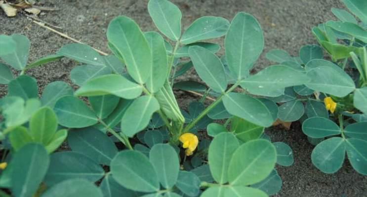 落花生和花生一样吗？区别大不大？