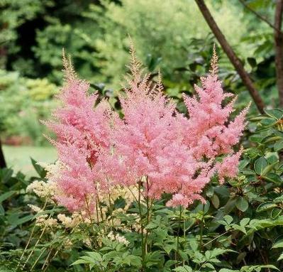 落新妇开花时间及其神秘魅力（揭秘落新妇的生长特点和文化意义）