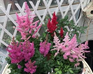落新妇的花花期及开花时间详解（探究落新妇开花的奥秘）