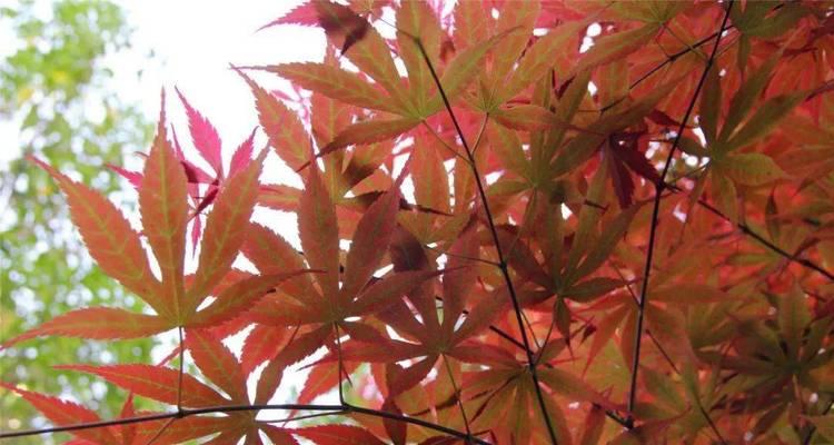 冬天落叶树，美丽的季节景观（从叶片的变色到脱落）