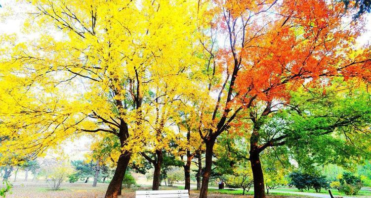 冬天落叶树，美丽的季节景观（从叶片的变色到脱落）