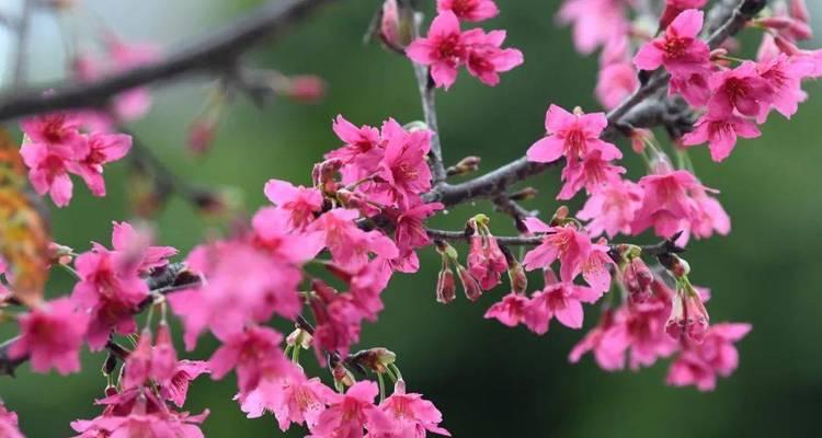 粉色樱花的花语与意义（探寻粉色樱花的文化传承与美好寓意）