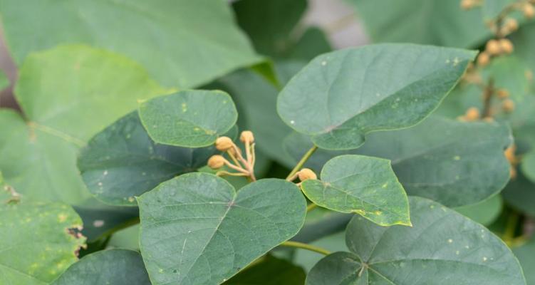 探秘落叶植物的奥妙与魅力（探秘落叶植物的奥妙与魅力）