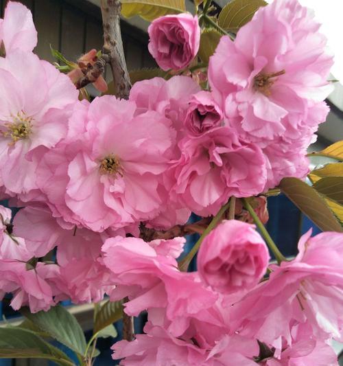 粉色樱花的花语与意义（探寻粉色樱花的文化传承与美好寓意）
