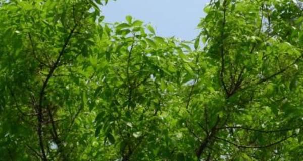 秋日之美——落叶植物的奇妙世界