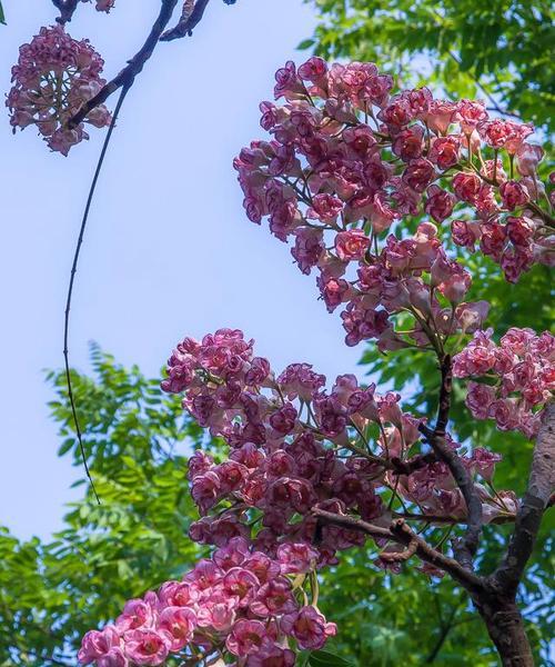 秋日之美——落叶植物的奇妙世界