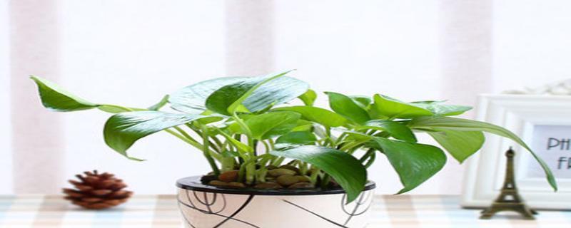 风水寓意与摆放位置——风信子花开的秘密（揭秘风信子的独特风水效应与合适摆放位置）