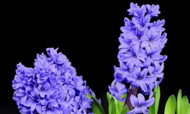 风信子的花语——清新与希望（诠释花语之美）