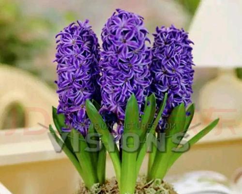 风信子的花语与含义（解读风信子花语）