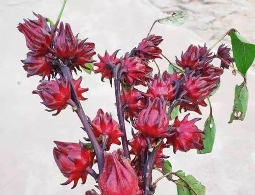 洛神花开花时间及特点（探究洛神花的开花时间与特征）