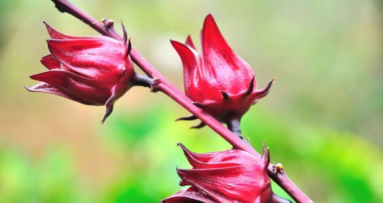 洛神花开花时间及特点（探究洛神花的开花时间与特征）