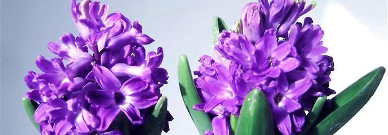 风信子花语（以风信子所有颜色为线索）