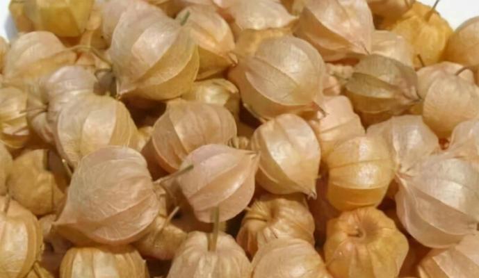 了解麻豆的生长环境、特点、分类及用途（了解麻豆的生长环境）
