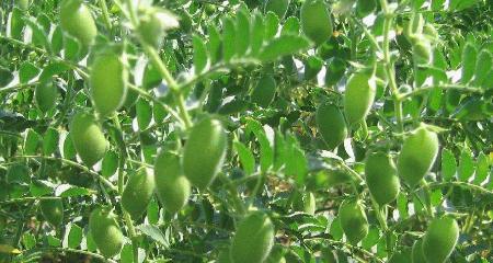 了解麻豆的生长环境、特点、分类及用途（了解麻豆的生长环境）