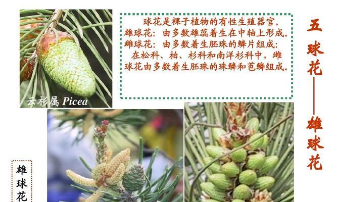 麻黄，裸子植物之一（探究麻黄的生命特性和应用价值）