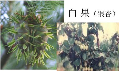 麻黄，裸子植物之一（探究麻黄的生命特性和应用价值）