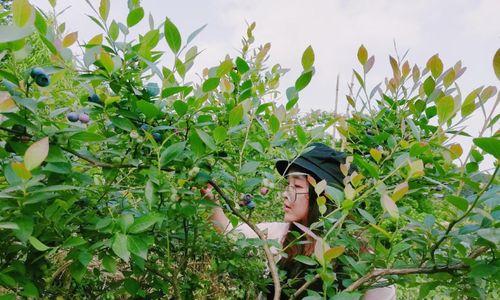 麻江蓝莓的成熟时间及采摘方法（如何掌握麻江蓝莓的成熟时间和正确采摘方法）