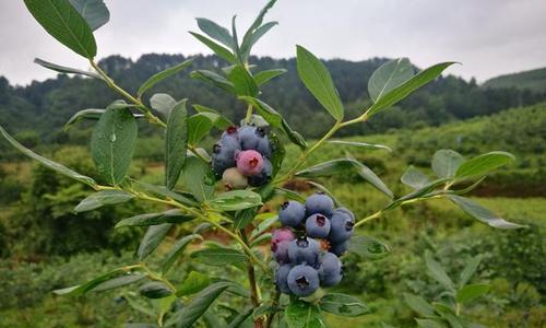 麻江蓝莓的成熟时间及采摘方法（如何掌握麻江蓝莓的成熟时间和正确采摘方法）