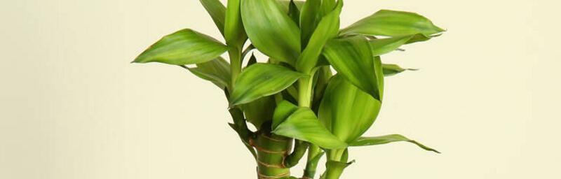 富贵竹的象征意义及其文化内涵（探究富贵竹在东方文化中的象征意义与应用）